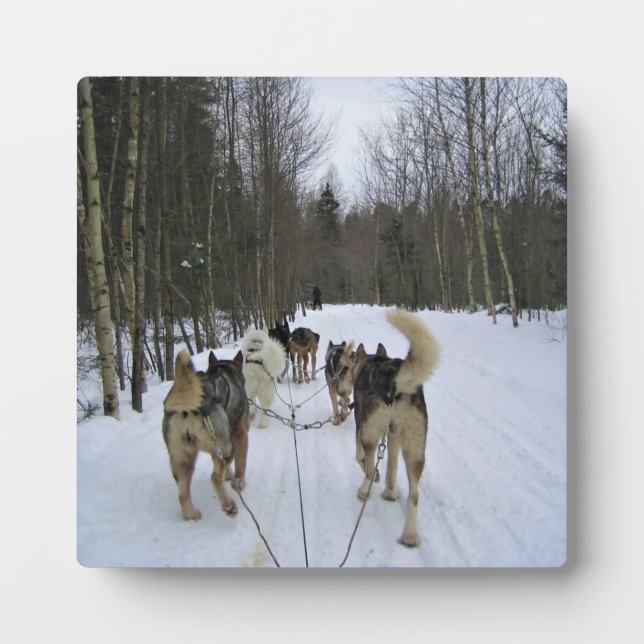Dog Sledding in Quebec, Kanada Fotoplatte (Vorderseite)