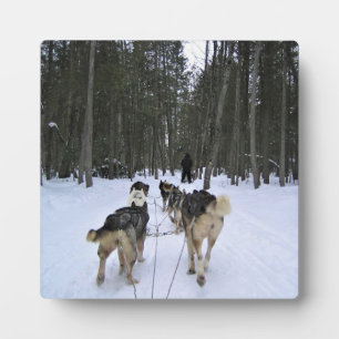 Dog Sledding in Quebec, Kanada Fotoplatte