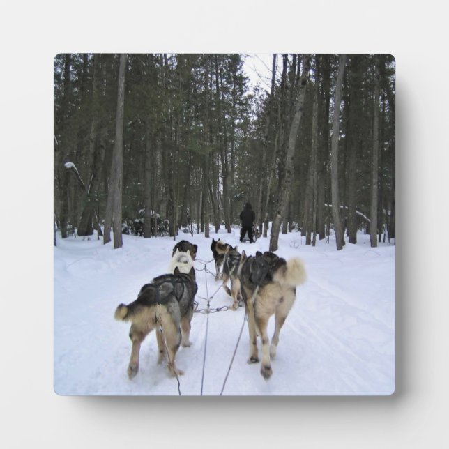 Dog Sledding in Quebec, Kanada Fotoplatte (Vorderseite)