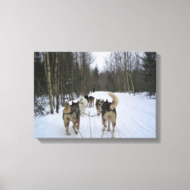 Dog Sledding in Quebec, Kanada Leinwanddruck (Vorderseite)
