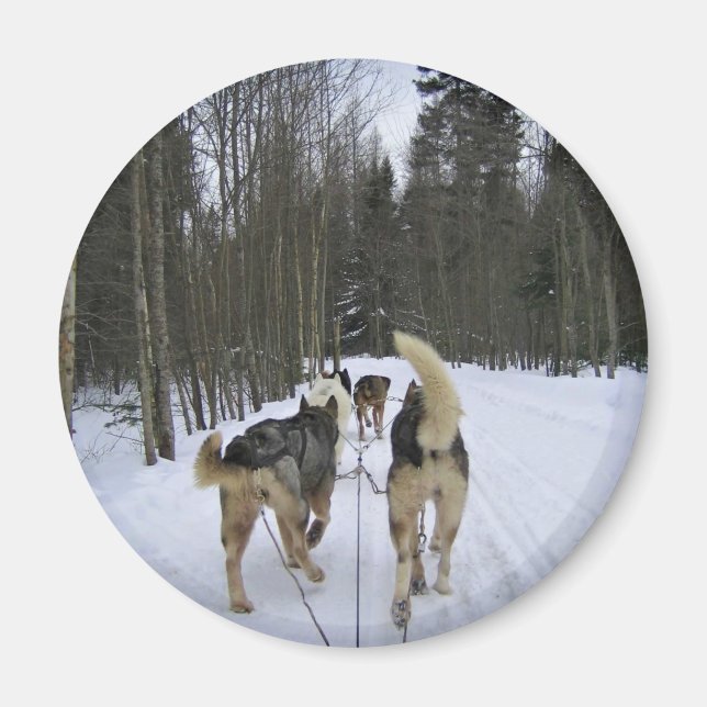 Dog Sledding in Quebec, Kanada Magnet (Vorne)