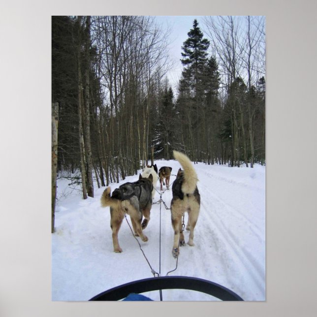 Dog Sledding in Quebec, Kanada Poster (Vorne)