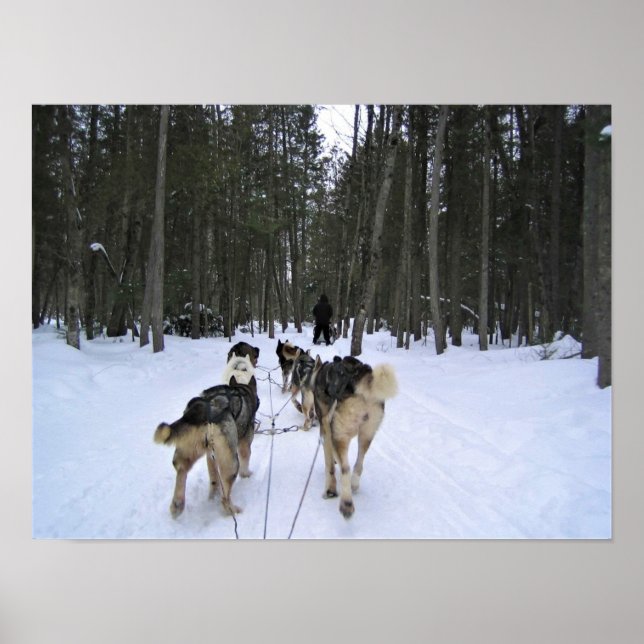 Dog Sledding in Quebec, Kanada Poster (Vorne)