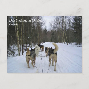 Dog Sledding in Quebec, Kanada Postkarte