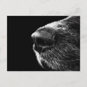 Dog Sniffer Postcard Postkarte