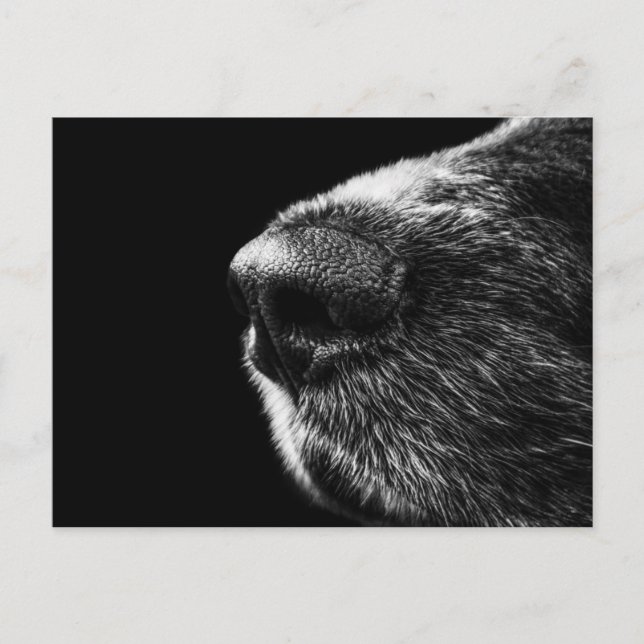 Dog Sniffer Postcard Postkarte (Vorderseite)