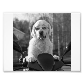 DOG STYLE FOTODRUCK