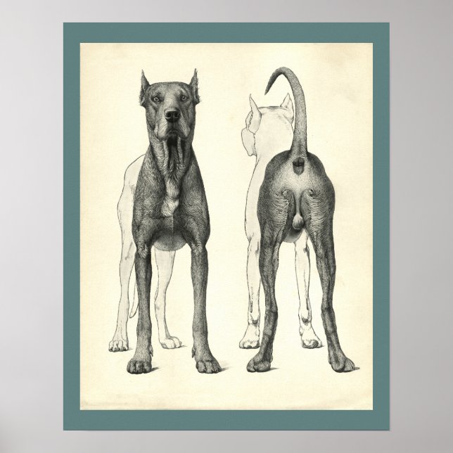 Dog Surface Topography Veterinary Anatomy Print Poster (Vorne)
