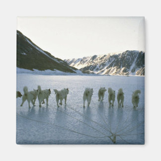 Dog-Team, Grönland Magnet