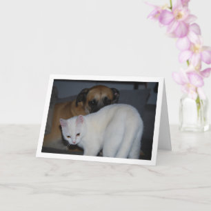 Dog und White Kitten Portrait Karte