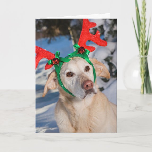 Dog Wearing Reindeer Antlers Feiertagskarte (Vorderseite)