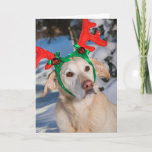 Dog Wearing Reindeer Antlers Feiertagskarte