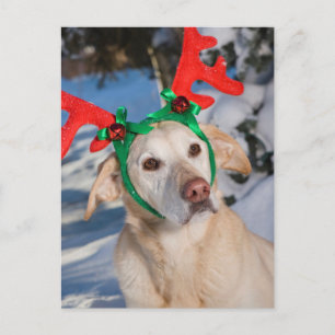 Dog Wearing Reindeer Antlers Feiertagspostkarte