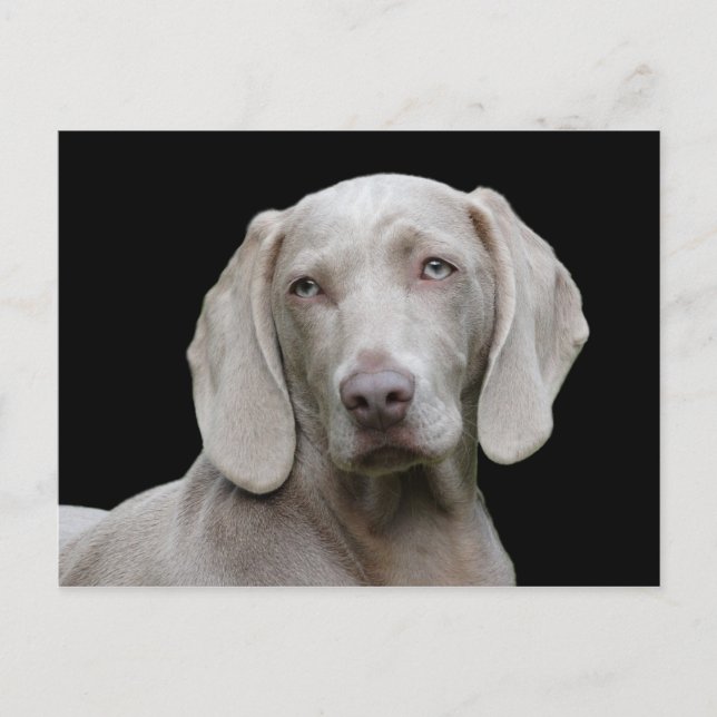Dog Weimaraner Pet Canine Portrait Postkarte (Vorderseite)