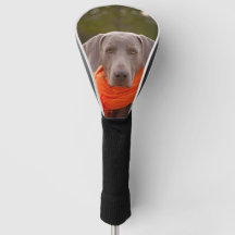 Dog Weimaraner Scarf Hauskatze