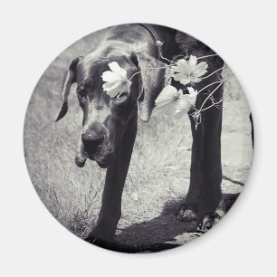 Dogge Balu Magnet