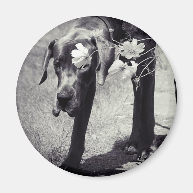 Dogge Balu Magnet (Vorne)