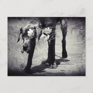 Dogge Balu Postkarte