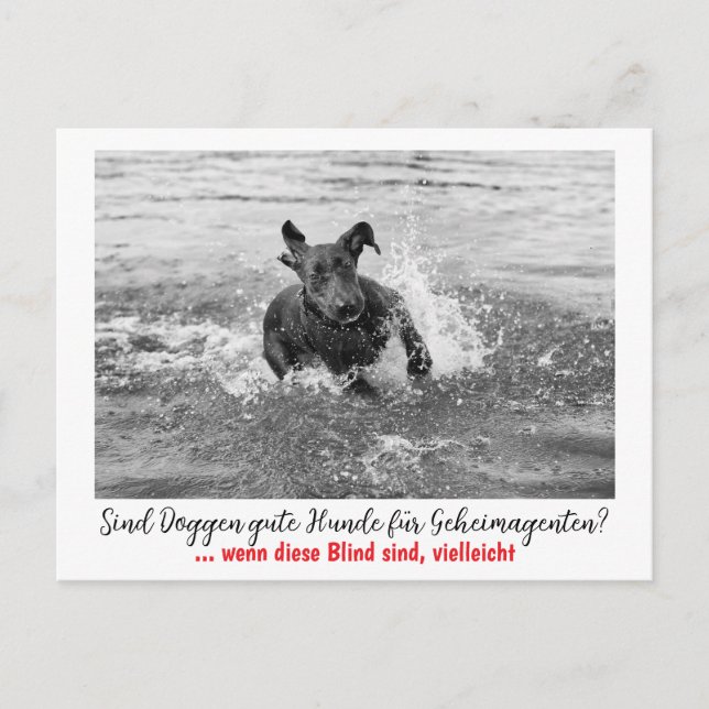 Dogge: der Hund für Geheimagenten  Postkarte (Vorderseite)