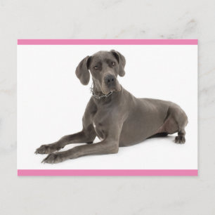 Dogge Deutsche Dogge Welpen-Hund Leere Postkarte