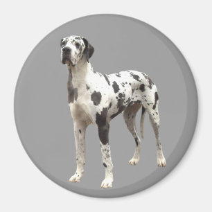 Dogge-Harlekin-Magnet Magnet