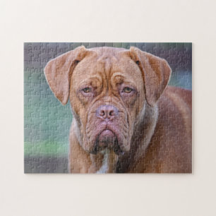 Dogge von Bordeaux Dog Puzzle