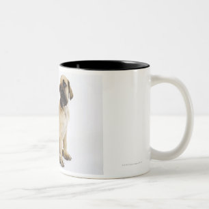 Dogge-Welpe, der im Studio sitzt Zweifarbige Tasse