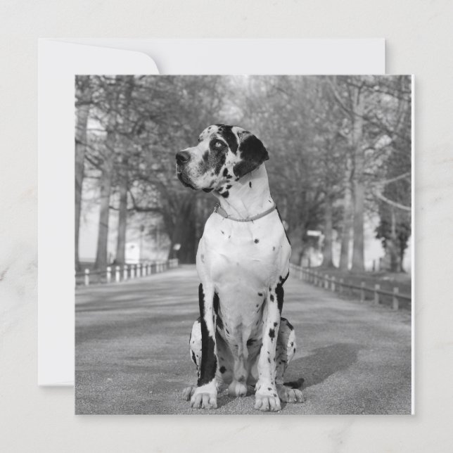 Doggenhaus (Vorderseite)