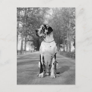 Doggenhaus Postkarte