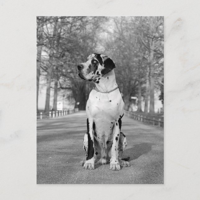 Doggenhaus Postkarte (Vorderseite)