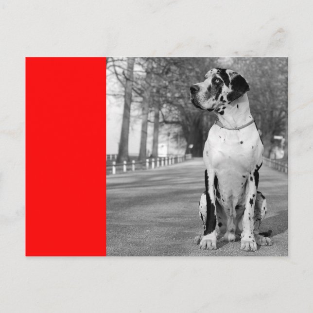 Doggenhaus Postkarte (Vorderseite)