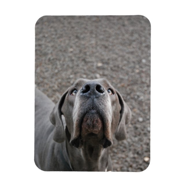 Doggenmagnet Magnet (Vertikal)