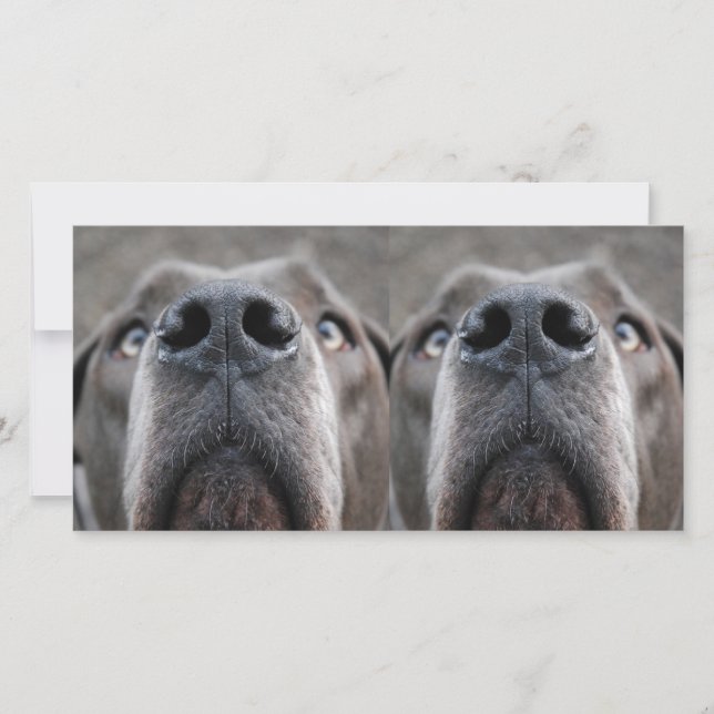 Doggennase (Vorderseite)