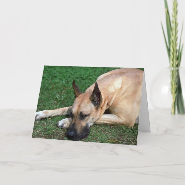 Doggestillstehen Karte (Vorderseite)