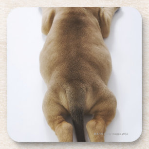 Doggewelpe, der sich im Studio, oben hinlegt Untersetzer