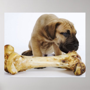 Doggewelpe mit dem Knochen im Studio Poster