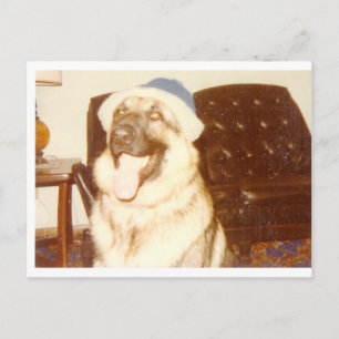 Doggie_Cap Postkarte