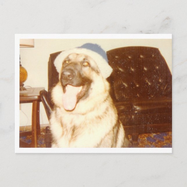 Doggie_Cap Postkarte (Vorderseite)
