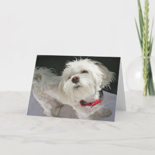 Doggie Grußkarte Karte