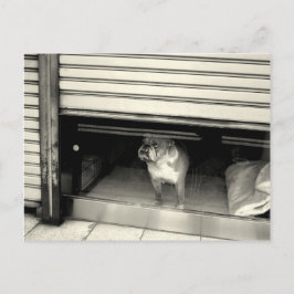 Doggie im Fenster Postkarte