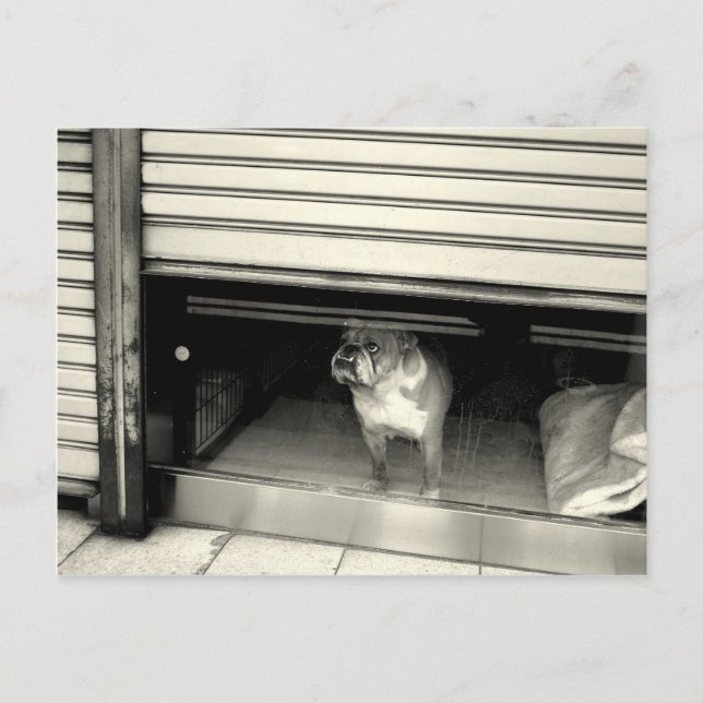 Doggie im Fenster Postkarte (Vorderseite)