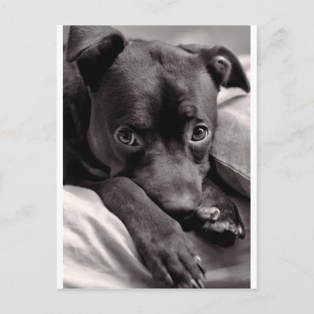 Doggie Postkarte (Vorderseite)