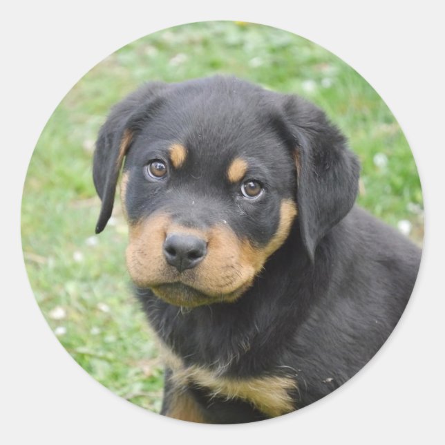 Doggy McDogface Rottweiler Puppy Runder Aufkleber (Vorderseite)