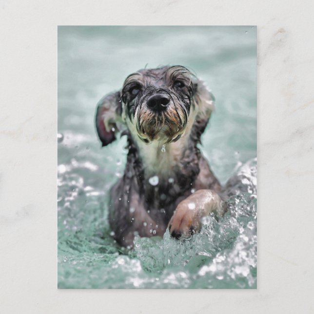 Doggy Paddle Postkarte (Vorderseite)