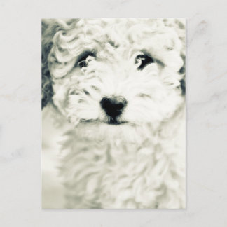 Doggy Postkarte