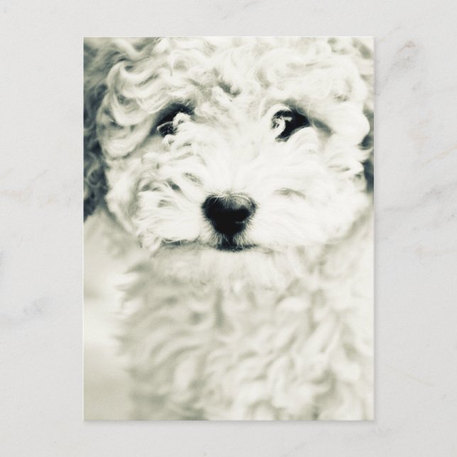 Doggy Postkarte (Vorderseite)