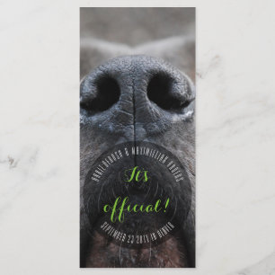 Dognose-Rackkarten Programm