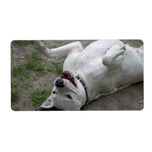 Dogo Argentino