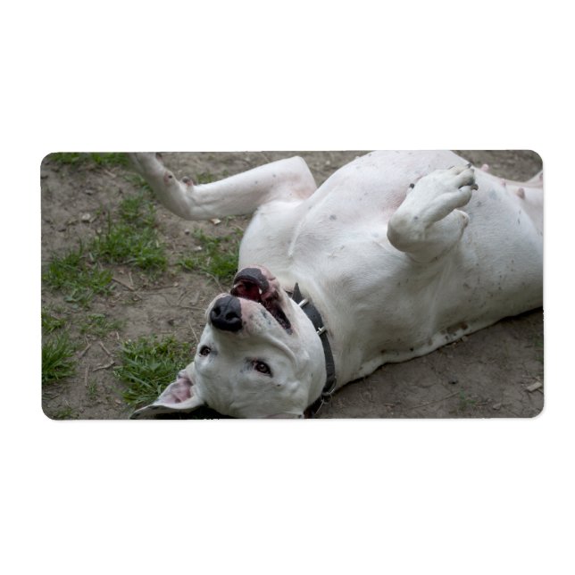 Dogo Argentino (Vorne)