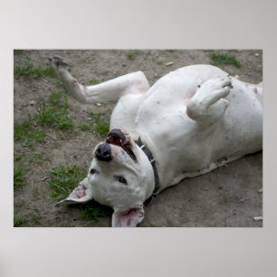 Dogo Argentino Poster
